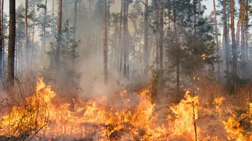 master online investigacion de incendios