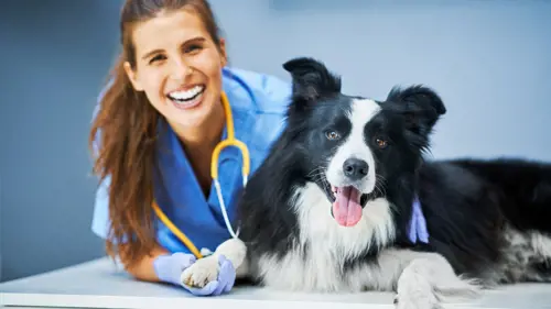 curso online auxiliar tecnico de veterinaria