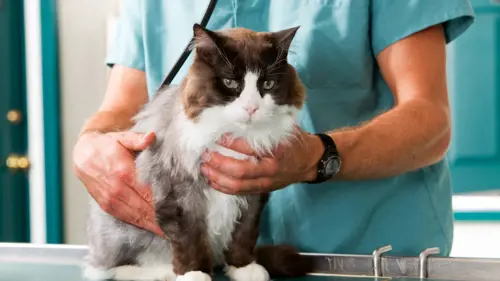 curso online auxiliar tecnico de veterinaria presencial